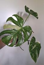 Monstera thai constellation, Ophalen, Overige soorten, Minder dan 100 cm