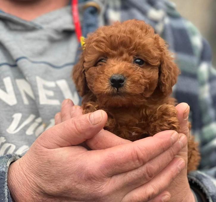 Toy / Dwerg poedels, Dieren en Toebehoren, Honden | Chihuahua's en Gezelschapshonden, Meerdere dieren, Poedel, Particulier, Meerdere
