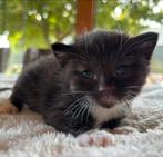 Mooie gezonde kittens, Dieren en Toebehoren, Katten en Kittens | Overige Katten, Meerdere dieren, Kortharig