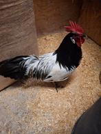 Hanen te koop verschillende rassen., Dieren en Toebehoren, Mannelijk, Kip