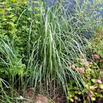 Siergrassen, Tuin en Terras, Planten | Tuinplanten, Ophalen, Volle zon, Vaste plant, Siergrassen