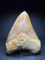 Megalodon 13,6 cm Indonesie, Verzamelen, Mineralen en Fossielen, Ophalen of Verzenden, Fossiel