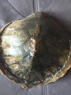 Schildpad Schild - Chelonia Mydas - Uniek stuk!, Ophalen of Verzenden