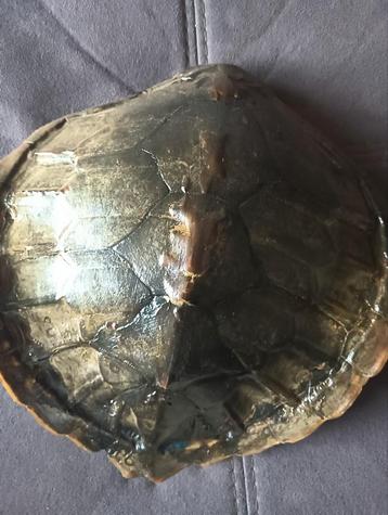 Schildpad Schild - Chelonia Mydas - Uniek stuk! beschikbaar voor biedingen