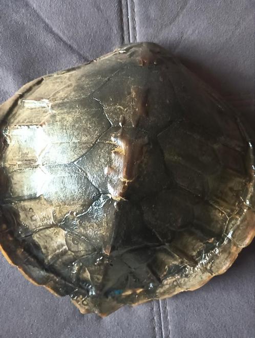 Schildpad Schild - Chelonia Mydas - Uniek stuk!, Antiek en Kunst, Curiosa en Brocante, Ophalen of Verzenden