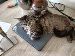 Maine coon kittens, Meerdere dieren, Ontwormd, 0 tot 2 jaar