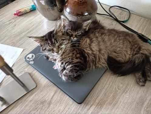 Maine coon kittens, Dieren en Toebehoren, Katten en Kittens | Raskatten | Langhaar, Meerdere dieren, 0 tot 2 jaar, Ontwormd, Ingeënt