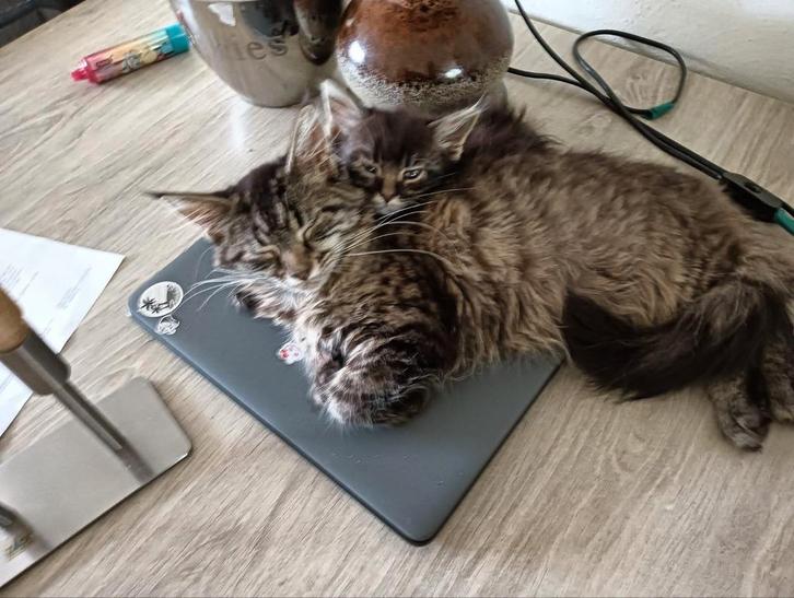 Maine coon kittens, Dieren en Toebehoren, Katten en Kittens | Raskatten | Langhaar, Meerdere dieren, 0 tot 2 jaar, Ontwormd, Ingeënt