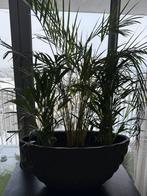 Ovaal bloempot roest, Ophalen