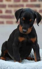 Dobermann pups te koop, Dieren en Toebehoren, Honden | Bulldogs, Pinschers en Molossers, Particulier, Rabiës (hondsdolheid), Meerdere