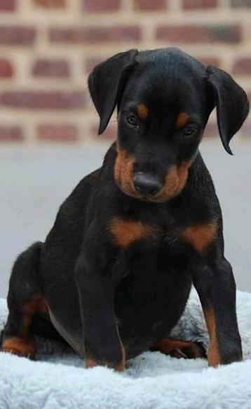 Dobermann pups te koop