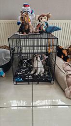 Honden bench voor kleine hond, Ophalen, Zo goed als nieuw