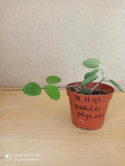 hoya Mathilde potmaat 8.5 nummer H193, Huis en Inrichting, Kamerplanten, Overige soorten, Minder dan 100 cm, Ophalen of Verzenden