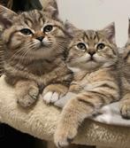 Britse korthaar/ en 1 langhaar kittens mogen verhuizen, Dieren en Toebehoren, Katten en Kittens | Raskatten | Korthaar, Meerdere dieren