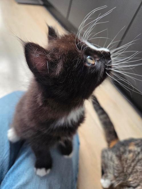 Mix main coon kitten katertje , geboren 28 februari, Dieren en Toebehoren, Katten en Kittens | Raskatten | Korthaar, Kater, Ingeënt