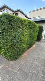 Taxus Haag - 4 /5 meter, Ophalen, Taxus, Haag, 250 cm of meer