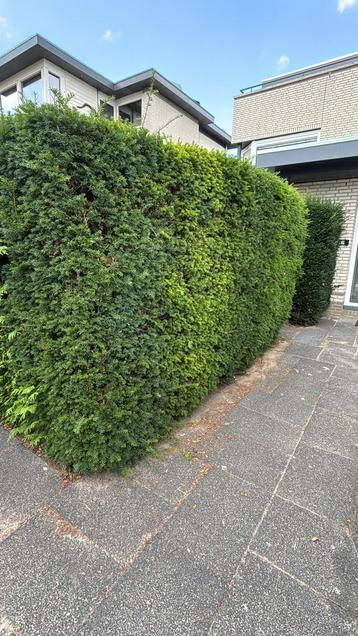 Taxus Haag - 4 /5 meter beschikbaar voor biedingen