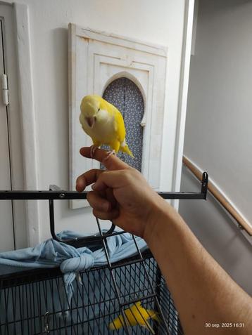 Schattige tamme muisparkiet beschikbaar voor biedingen