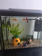 Compleet aquarium met vissen en garnalen, Ophalen of Verzenden, Zo goed als nieuw, Gevuld zoetwateraquarium