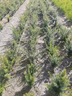 Taxus Baccata vanaf eind september vanaf €95cent, Ophalen, Taxus