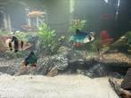 Verschillende vissen, Dieren en Toebehoren, Vissen | Aquariumvissen, Vis, Schoolvis