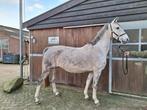 Tuigpaard, Dieren en Toebehoren, Paarden, Merrie