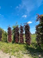 beukenbomen en plantgoed, Overige soorten, 100 tot 250 cm, Zomer, Ophalen
