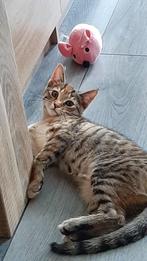 Te koop 1 cyperse poes en 1 zwart witte kater., Dieren en Toebehoren, Katten en Kittens | Overige Katten, Meerdere dieren, Kortharig