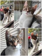 3 Superlieve kittens zoeken een nieuw huisje, Dieren en Toebehoren, Katten en Kittens | Overige Katten, Poes, Kortharig, 0 tot 2 jaar