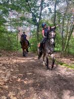 Allround pony, met gouden karakter, Dieren en Toebehoren, Pony's, Gechipt, Ruin, 11 jaar of ouder, L