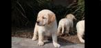 Labrador Retriever, Dieren en Toebehoren, Honden | Retrievers, Spaniëls en Waterhonden, Nederland, Parvo, Reu, 8 tot 15 weken