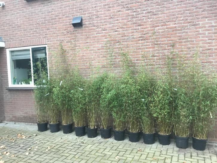 Fargesia Jiuzhaigou Genf, niet woekerende bamboe, Tuin en Terras, Planten | Struiken en Hagen, Haag, Bamboe, 250 cm of meer, Ophalen