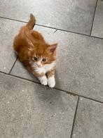 Mainecoon kittens geboren 29 06., Dieren en Toebehoren, Kater, Langharig, 0 tot 2 jaar