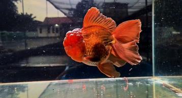 1 x Male Shogun Farm Oranda Long tail 19 CM beschikbaar voor biedingen