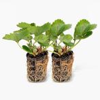 WE HEBBEN WEER ENKELE SOORTEN AARDBEI STEKKEN, Dieren en Toebehoren, Pluimvee, Meerdere dieren, Overige soorten