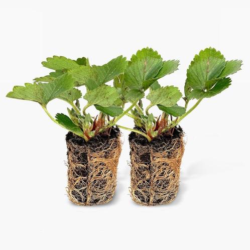 WE HEBBEN WEER GOED GEWORTELDE AARDBEI STEKKEN, Dieren en Toebehoren, Pluimvee, Overige soorten, Meerdere dieren