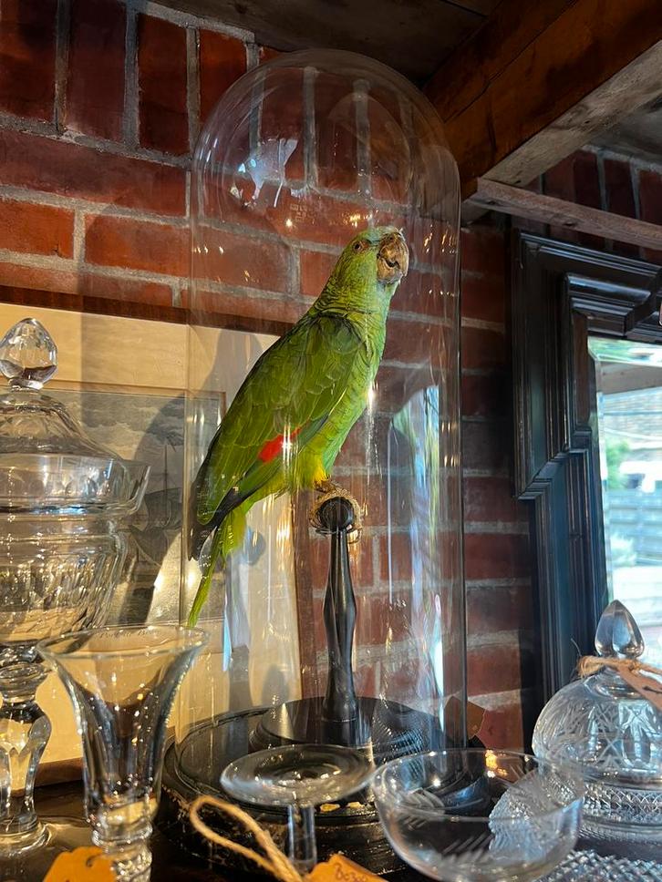 Opgezette papegaai, zonder stolp 185,-, Verzamelen, Dierenverzamelingen, Ophalen of Verzenden