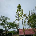 zuilvormige eik ( Quercus regal Prince), Ophalen of Verzenden, In pot, Zuilboom, 400 cm of meer
