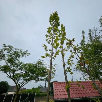 zuilvormige eik ( Quercus regal Prince) beschikbaar voor biedingen