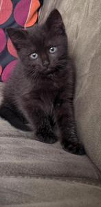 2 lieve kittens, Dieren en Toebehoren, Katten en Kittens | Dekkaters