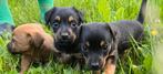 Prachtige jack russel pups, Jack Russell Terriër, 8 tot 15 weken, Meerdere, Meerdere dieren