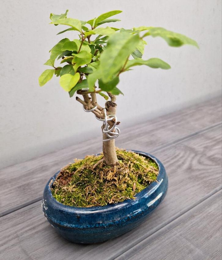 Liguster bonsai in mooi keramiek schaaltje, Tuin en Terras, Planten | Bomen, Overige soorten, Minder dan 100 cm, Volle zon, Ophalen of Verzenden