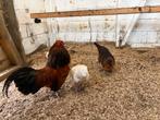 Antwerpse baardkriel. Toompje haan met 4 hennen., Dieren en Toebehoren, Pluimvee, Meerdere dieren, Kip