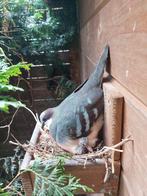 Dolksteekduif, Dieren en Toebehoren, Meerdere dieren, Tropenvogel, Geringd