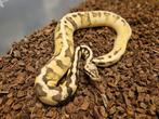 1.0 Enchi Pastel Calico het Desert Ghost - HOUTEN DEAL!, Dieren en Toebehoren, Reptielen en Amfibieën, Slang, 0 tot 2 jaar