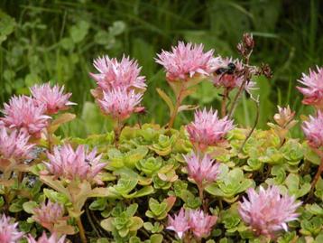 2 m² Sedum spurium, roze vetmuur, plaggen beschikbaar voor biedingen