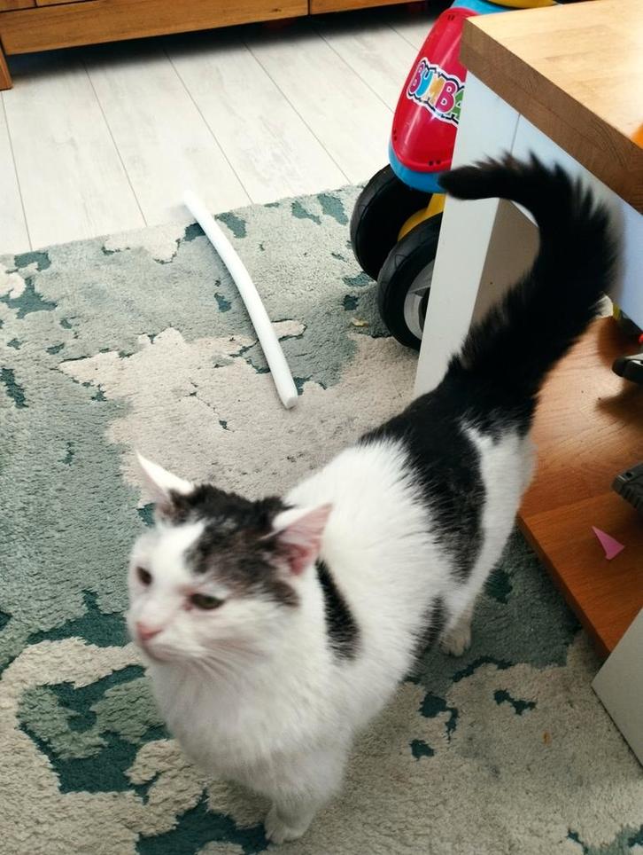 Senior poes zoekt boerderij, Dieren en Toebehoren, Katten en Kittens | Overige Katten, Poes