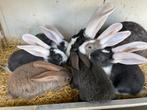 Vlaamse reus konijnen, Dieren en Toebehoren, Konijnen, Meerdere dieren, Groot, 0 tot 2 jaar