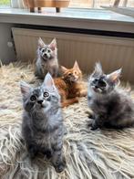 Maine coon kittens met stamboom, Dieren en Toebehoren, Katten en Kittens | Raskatten | Langhaar, Meerdere dieren, Gechipt, 0 tot 2 jaar