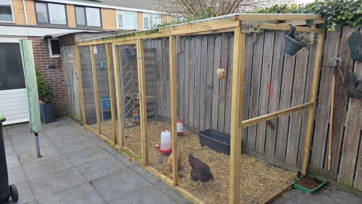 Kippenren, Dieren en Toebehoren, Pluimvee, Kip, Meerdere dieren